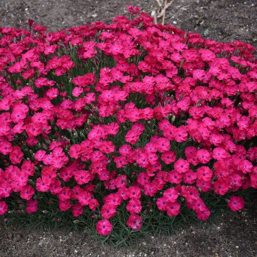 Bright pink flowers blooming in a dense groundcover bed beside a gray path