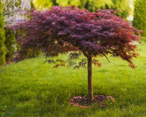 Small red-leafed ornamental tree in a green lawn, with a rounded canopy and slender trunk