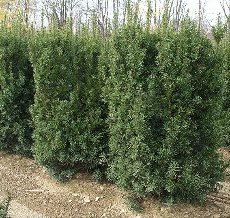 Dense green shrubs lining a dirt path in a wooded area