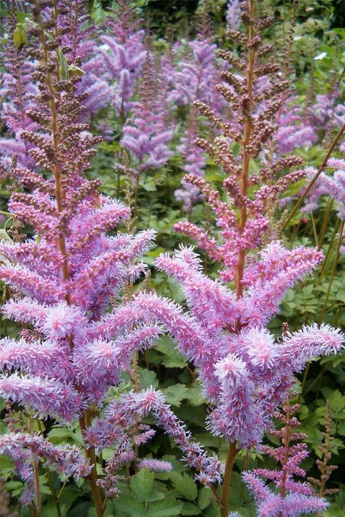 Pink and purple astilbe flowers blooming in a garden