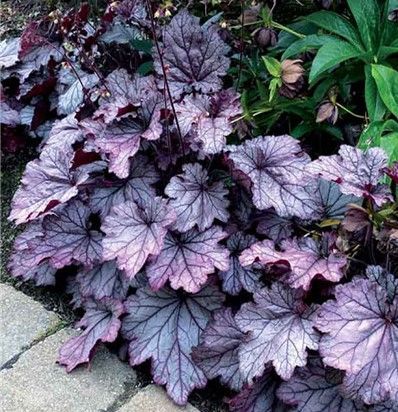 Purple and silver heuchera leaves edging a stone path