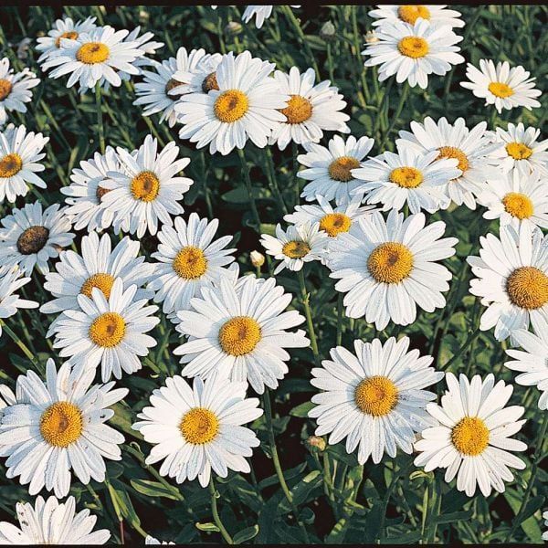 White daisies with yellow centers blooming densely among green leaves.