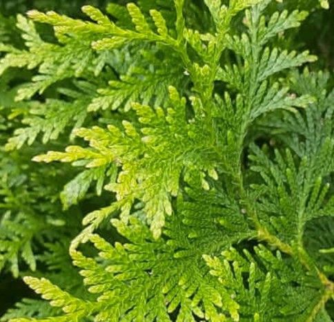 Close-up of bright green fern-like foliage filling the frame