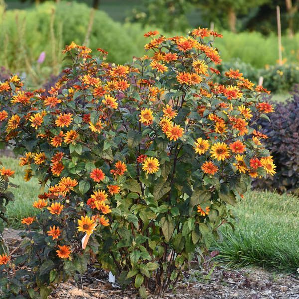 Orange and yellow flowering shrub in a garden bed with green grass and purple plants in the background