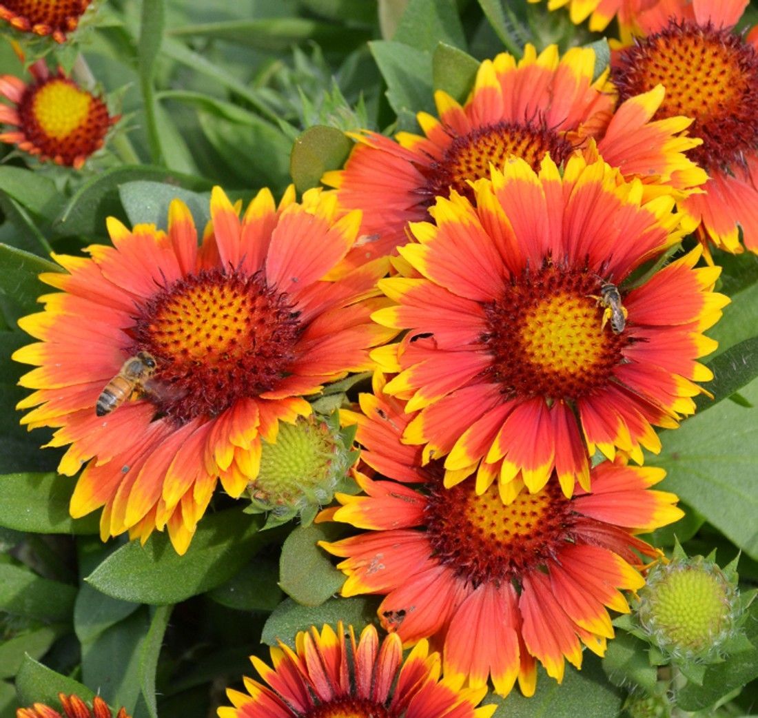 Bright red and yellow flowers with dark centers among green leaves