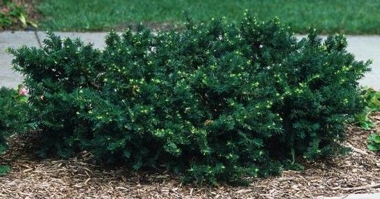 Dense green shrub with glossy leaves growing in a mulched garden bed