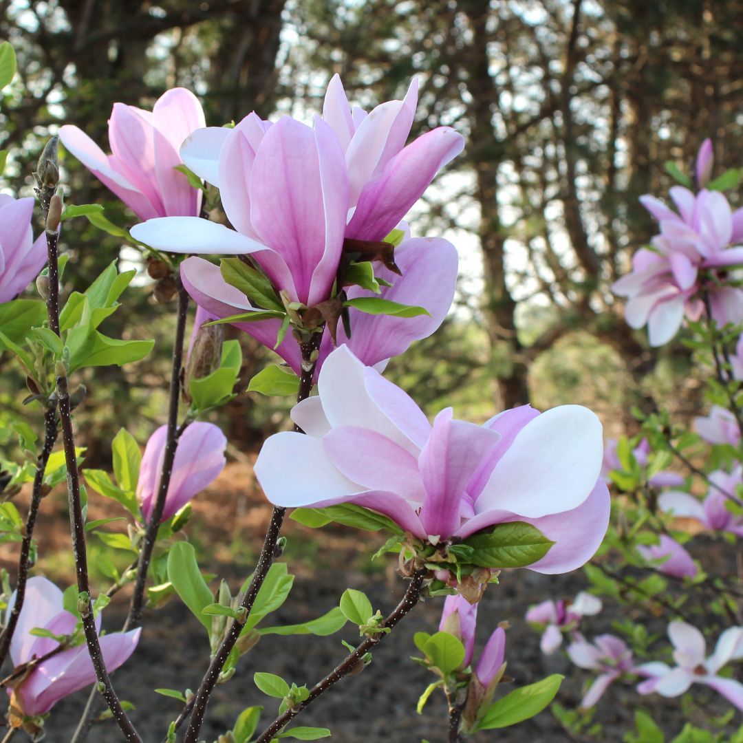 White bell-shaped flowers among dark green leaves on a vine