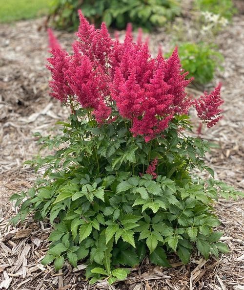 Pink astilbe flowers blooming above green foliage in a garden bed