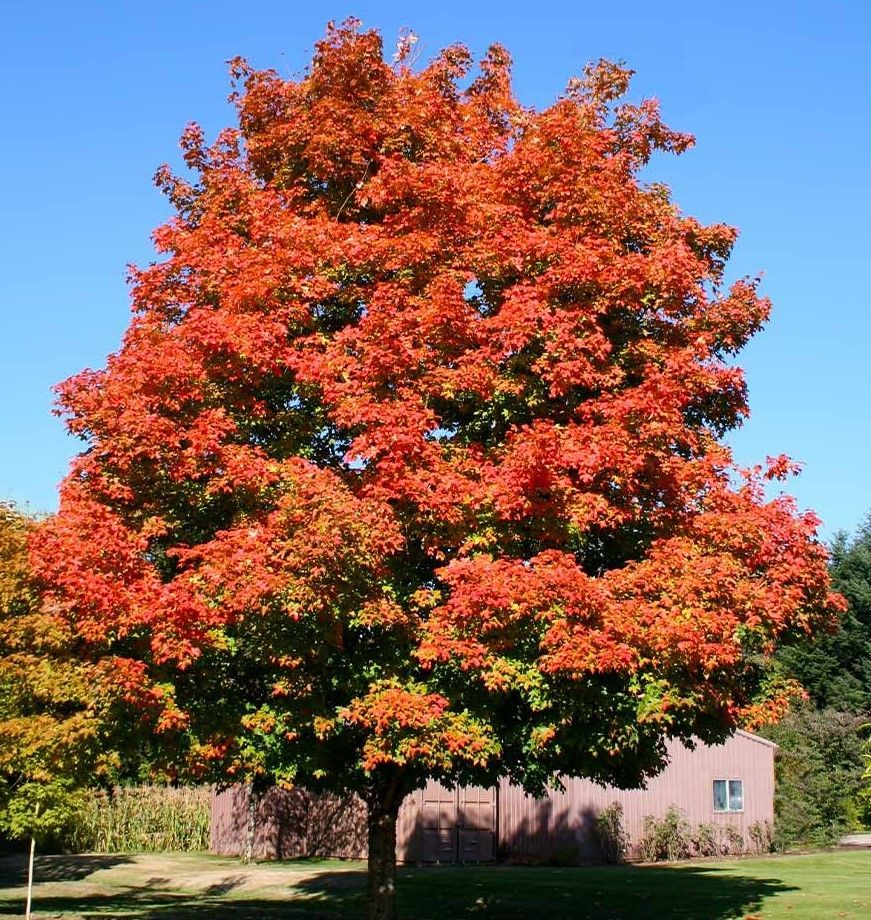 Large tree with bright red-orange autumn leaves in a grassy yard beside a small house under a blue sky
