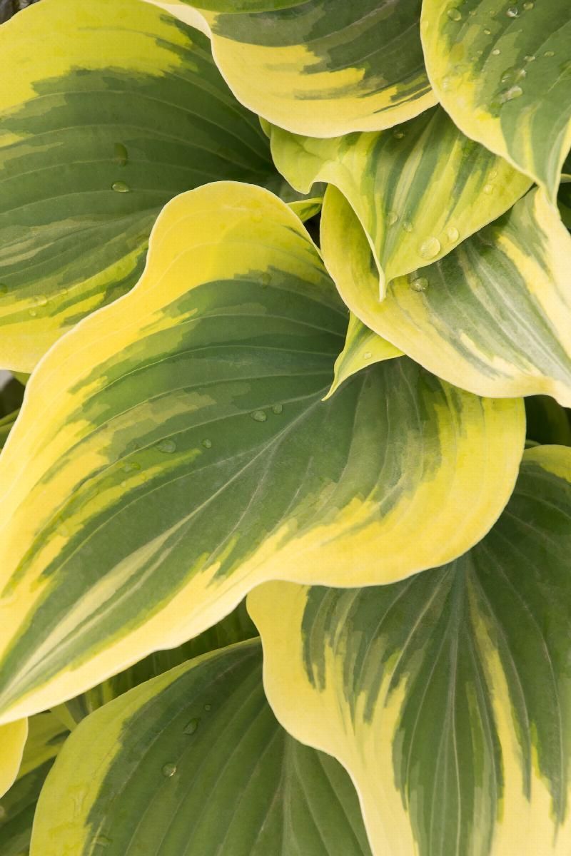 Close-up of variegated green and yellow hosta leaves