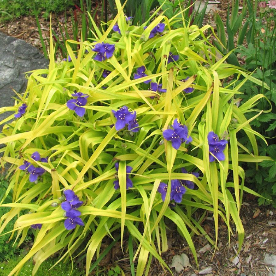 Yellow-green foliage with purple flowers in a garden bed