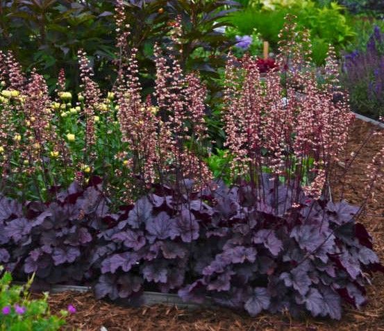 Purple-leafed plants with tall pink flower spikes in a garden bed