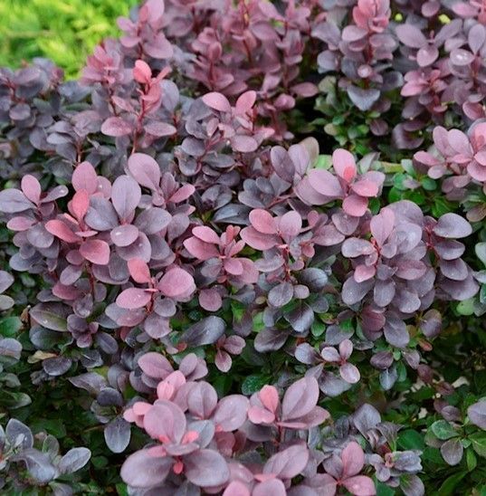 Purple and pink foliage of a dense shrub with small oval leaves