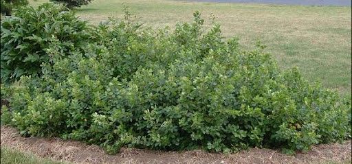 Dense green shrubs in a grassy landscape