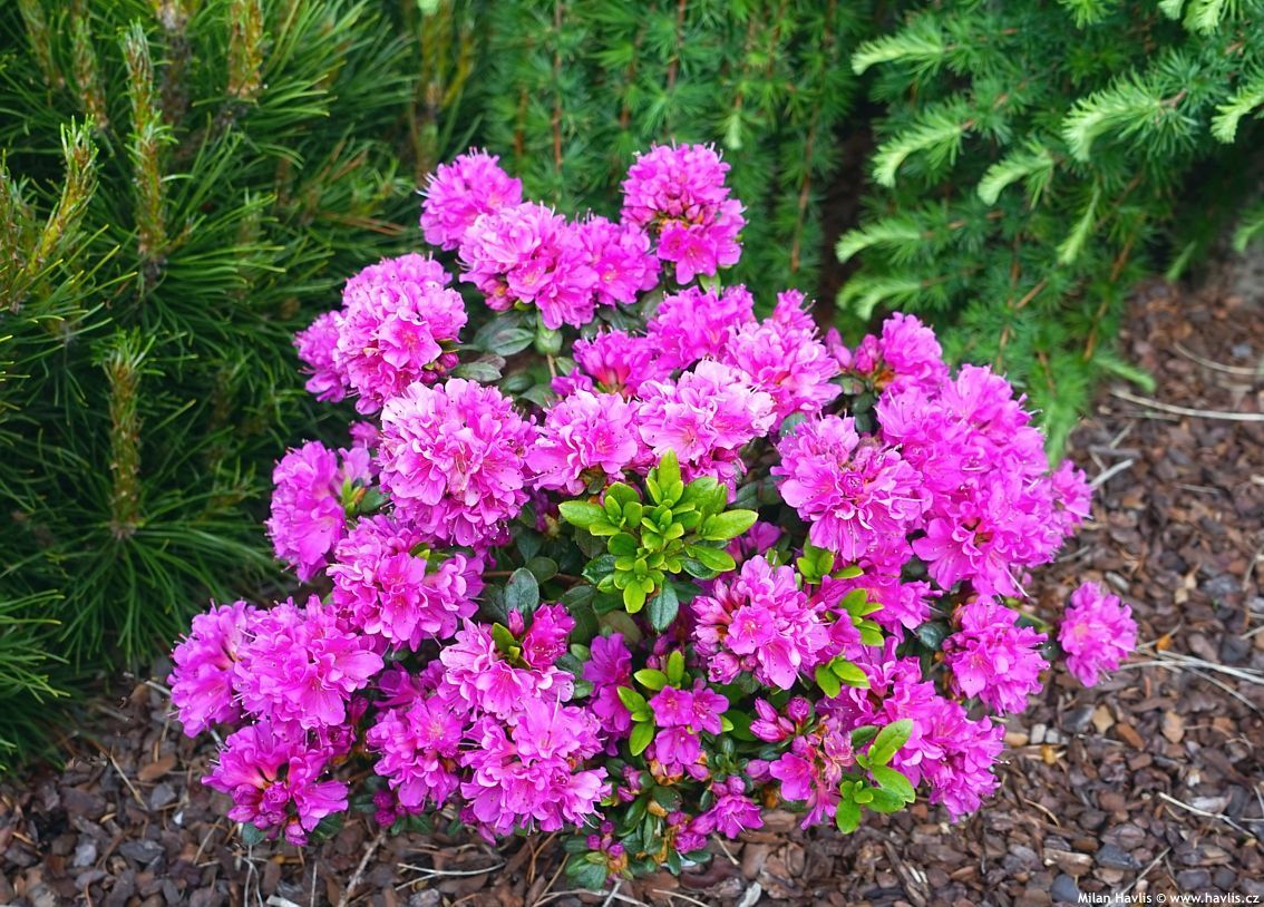 Pink azalea bush blooming in a garden bed beside evergreen shrubs