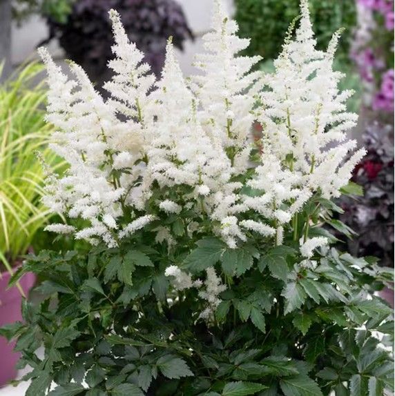 White astilbe flowers in bloom above green foliage in a garden setting