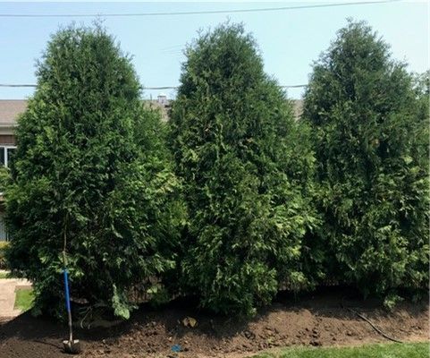 Three tall green shrubs planted in a row in a landscaped outdoor bed