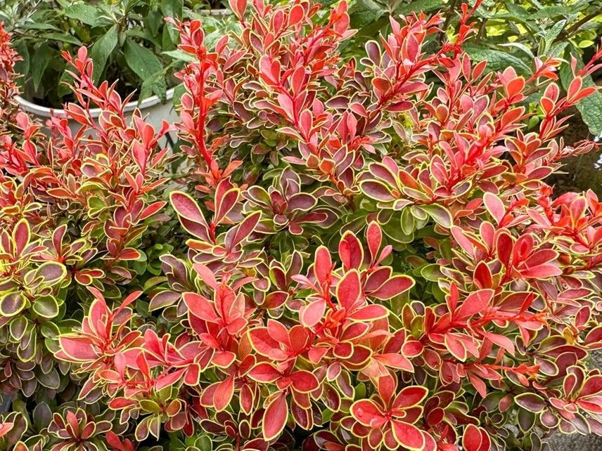 Red and green variegated shrub leaves in dense foliage