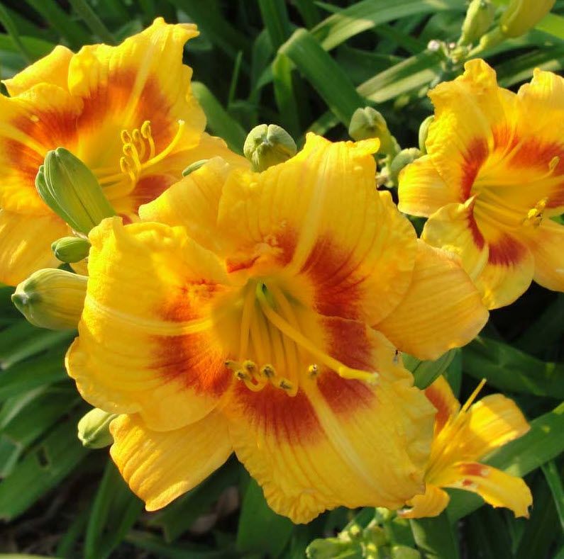 Yellow daylilies with orange centers blooming among green leaves