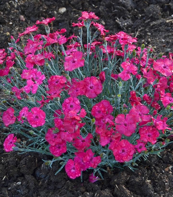 Bright pink flowers blooming in a garden bed with dark soil and green stems