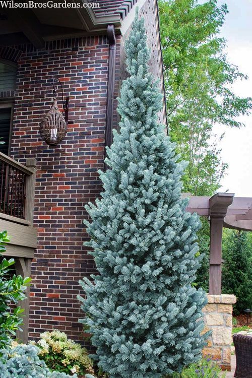 Blue-green conifer in a landscaped garden in front of a house