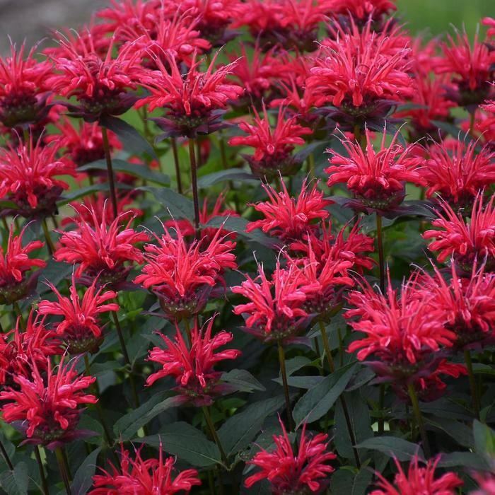 Cluster of vivid pink-red flowers with green foliage in a garden setting