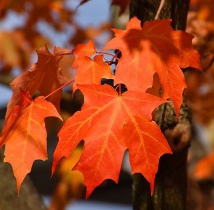 Bright orange autumn leaves on a tree branch against a blurred background