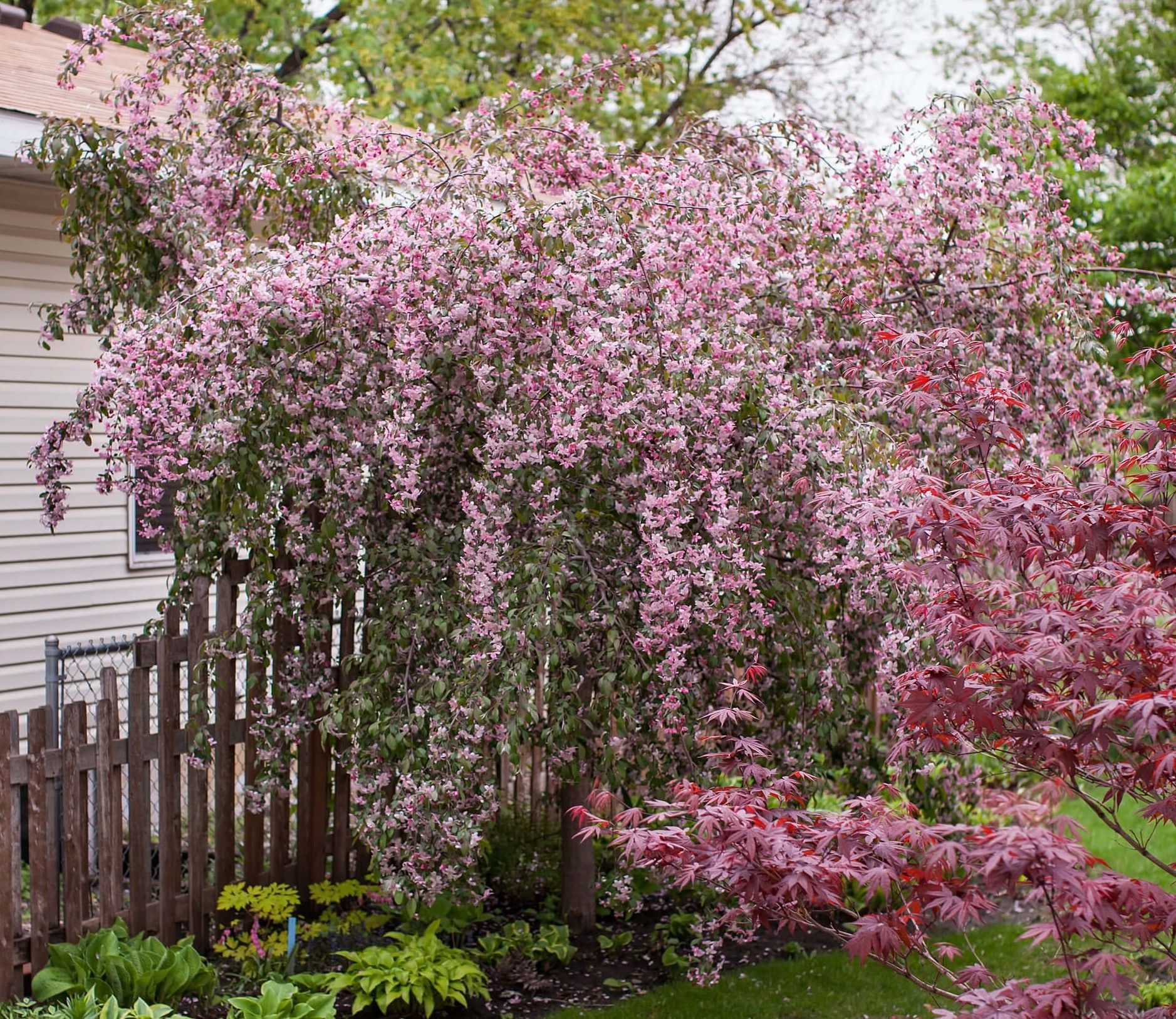 Pink flowering vine draped over a wooden fence beside a house and garden