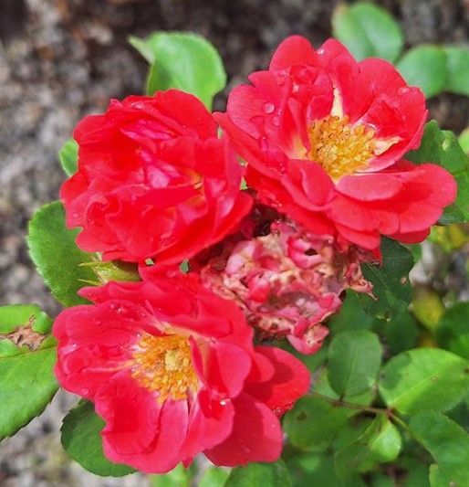 Three bright red roses with yellow centers among green leaves