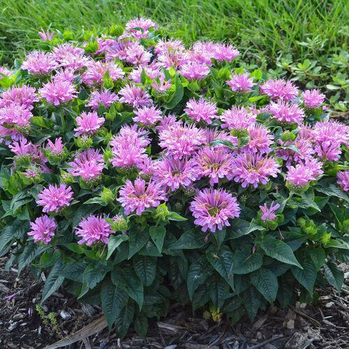 Pink and purple flowers blooming in a lush green garden bed