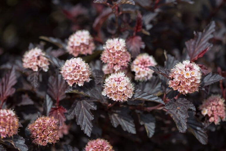 Dark burgundy leaves with clusters of pale pink flowers on a shrub.