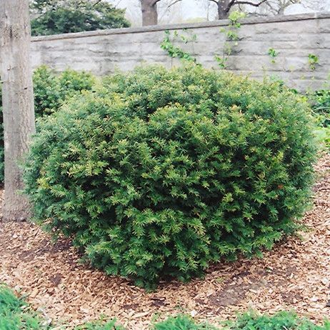 Rounded green shrub in a garden bed with mulch, beside a stone wall and tree trunk.
