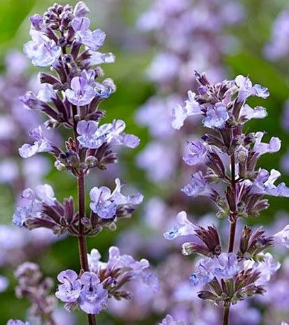 Purple lavender flowers in bloom with a soft blurred garden background