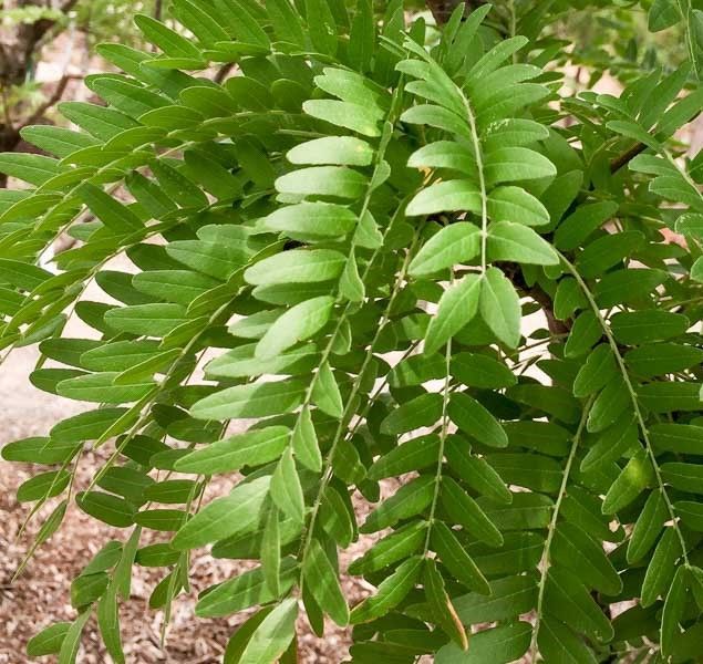 Close-up of a green fern frond with layered leaflets against a natural ground background