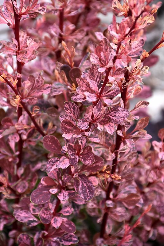 Close-up of pink flowering shrub blossoms with speckled leaves in soft focus