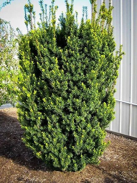 Dense green shrub in a landscaped yard beside a white fence and gravel path.