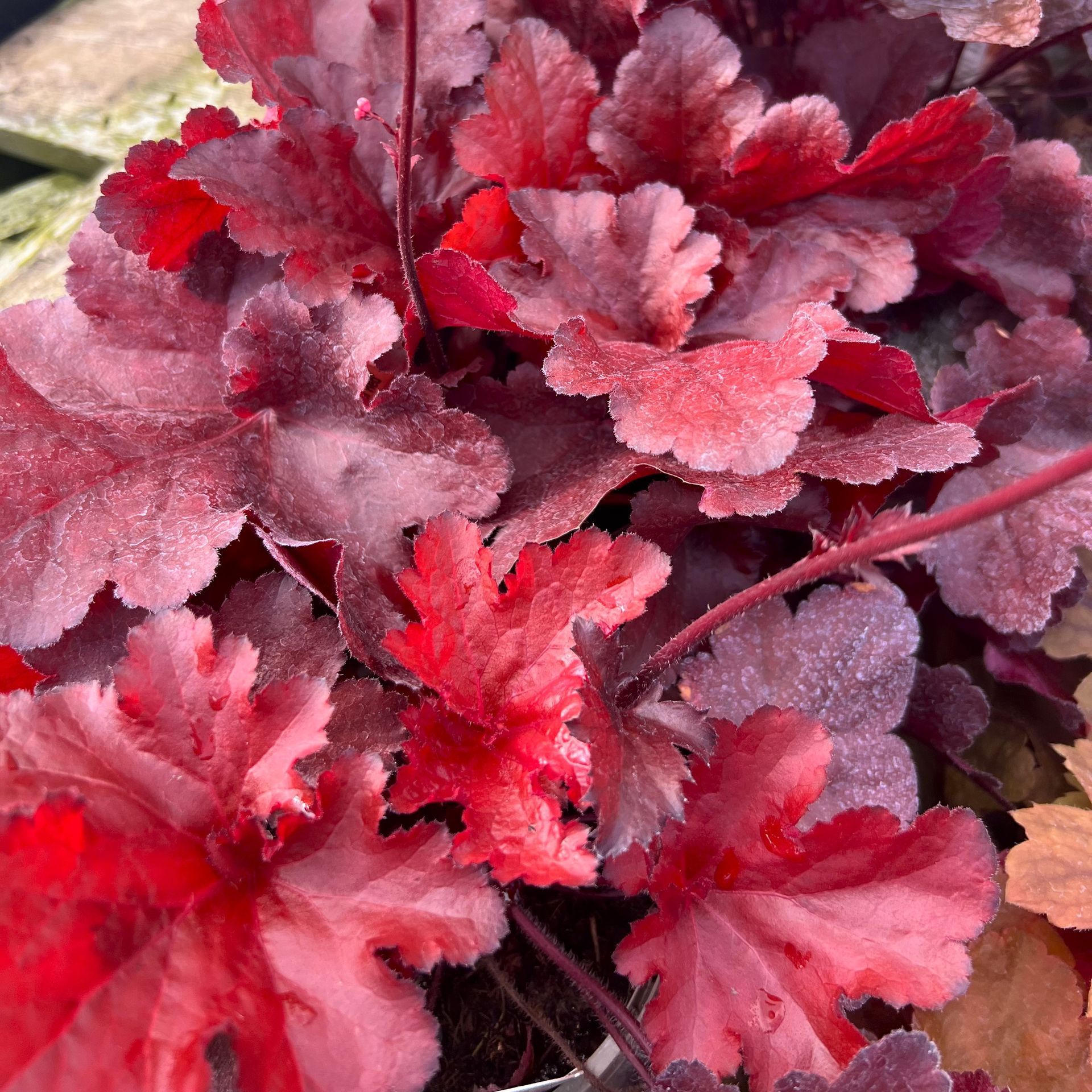 Cluster of red and pink coral bells leaves in a garden bed