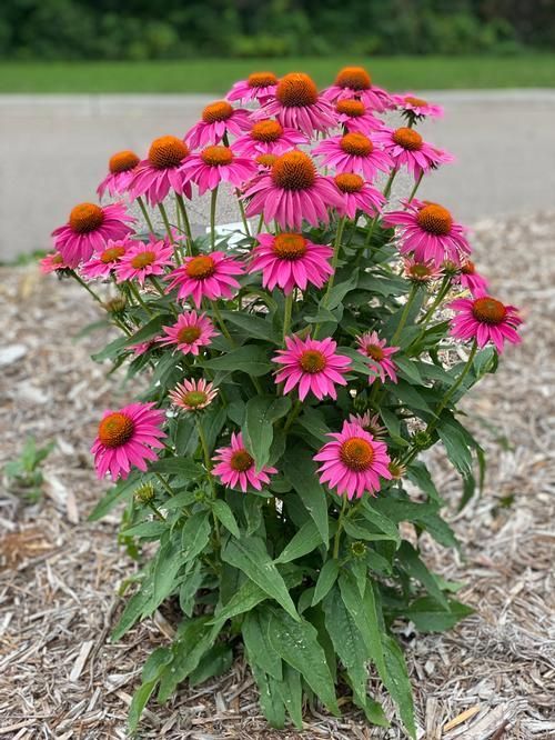 Cluster of pink coneflowers with orange centers in a garden bed