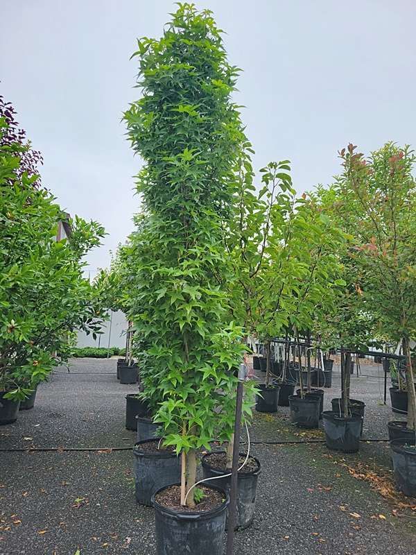 Tall potted green tree in a nursery row with other plants on a gravel lot