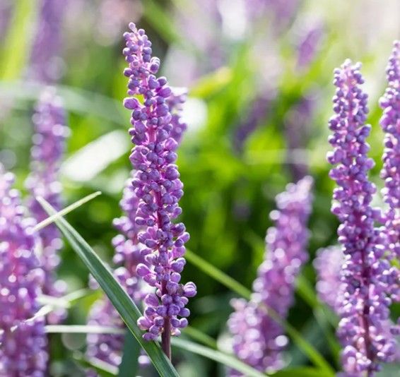 Purple flower spikes blooming in a green garden, with a soft blurred background