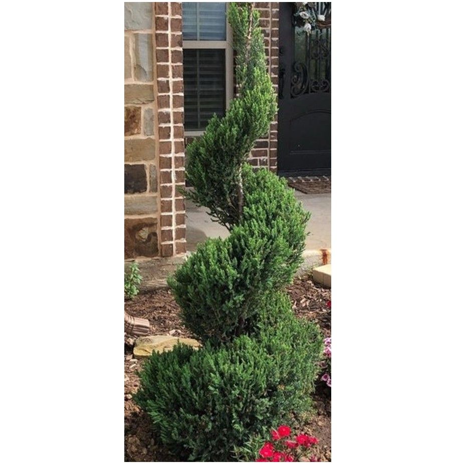 Spiral-trimmed evergreen shrub in a front yard beside a brick house
