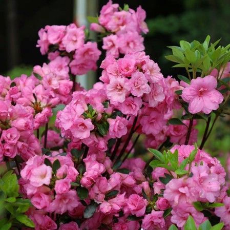Cluster of bright pink flowers blooming against dark green foliage