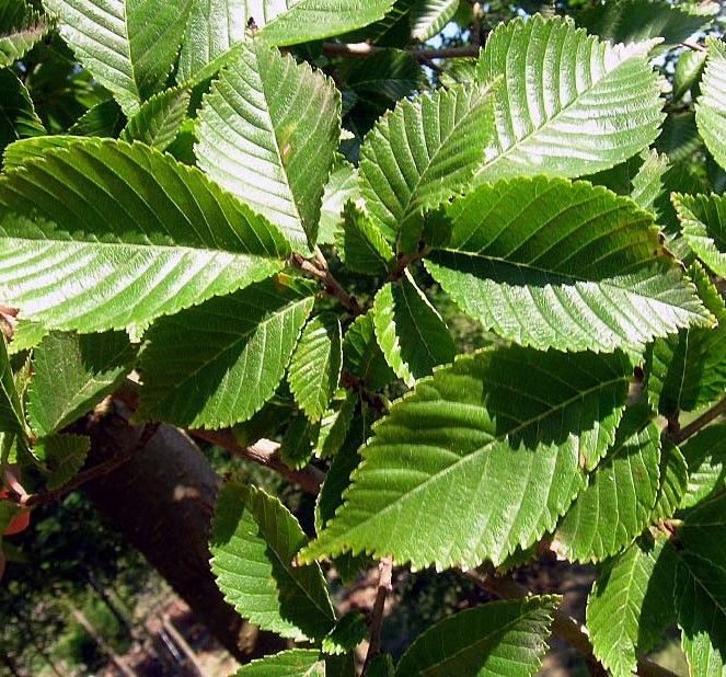 Close-up of glossy green leaves with serrated edges on a sunlit shrub