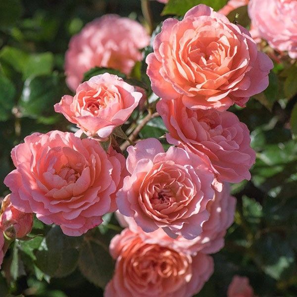 Cluster of pink roses blooming against green foliage
