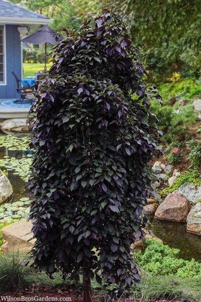 Purple-leafed ornamental shrub in a garden beside a pond and rocks