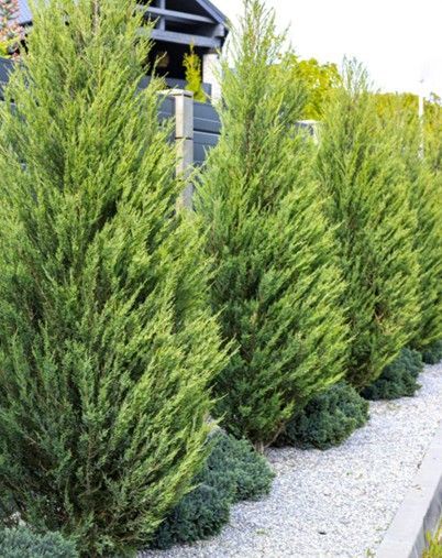 Tall green shrubs lining a gravel pathway beside a house