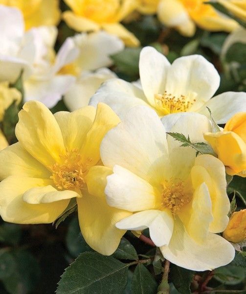 Yellow and white flowers blooming among green leaves