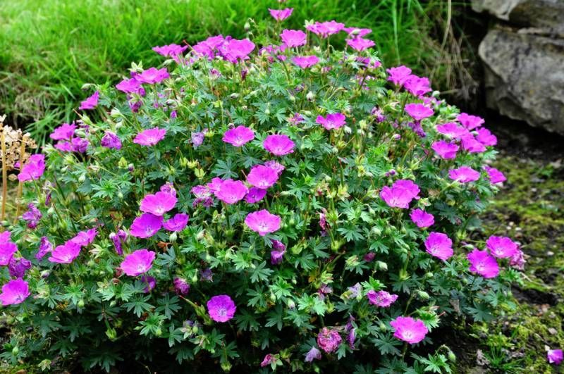 Pink flowers blooming in a green garden bed beside rocks