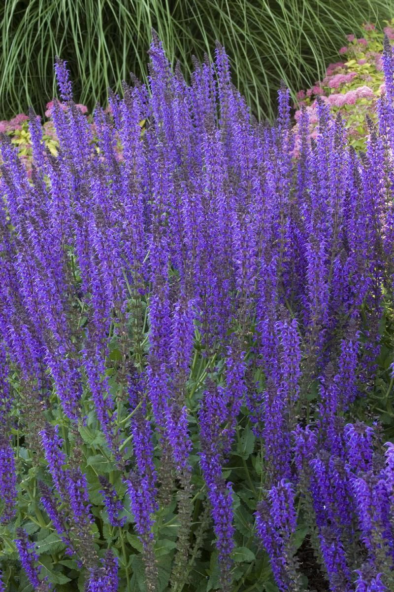 Purple flowering spikes in a garden bed with green foliage and ornamental grass behind them