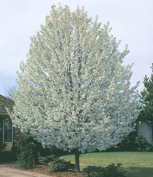 White-flowering ornamental tree in a suburban front yard on a sunny day